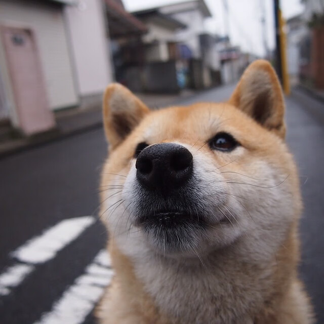 两个球场，一种足球，从南美野性到欧洲王座的征服之路