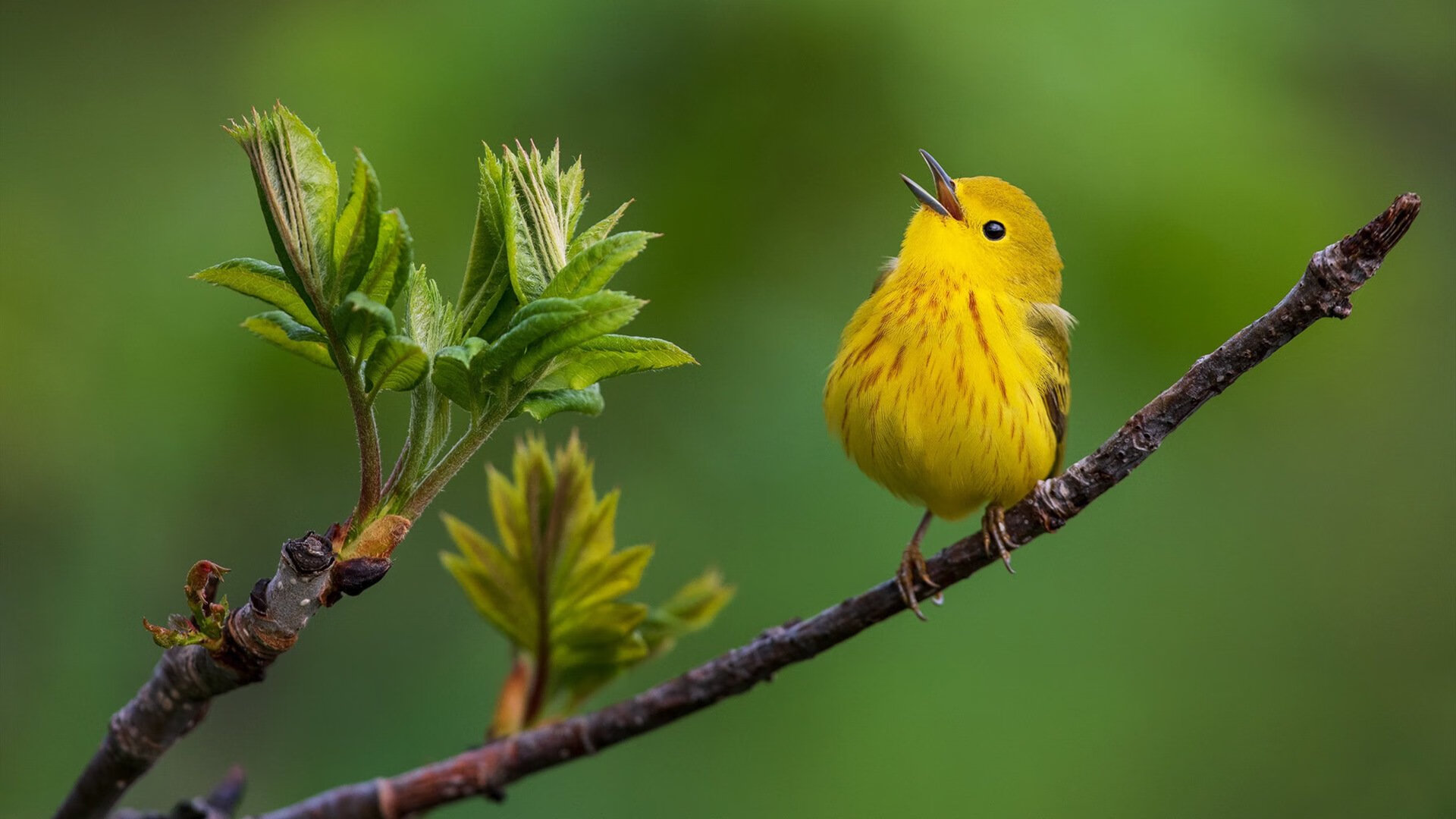 蓝黑风暴席卷绿茵，国际米兰基因如何主宰2026世界杯焦点战