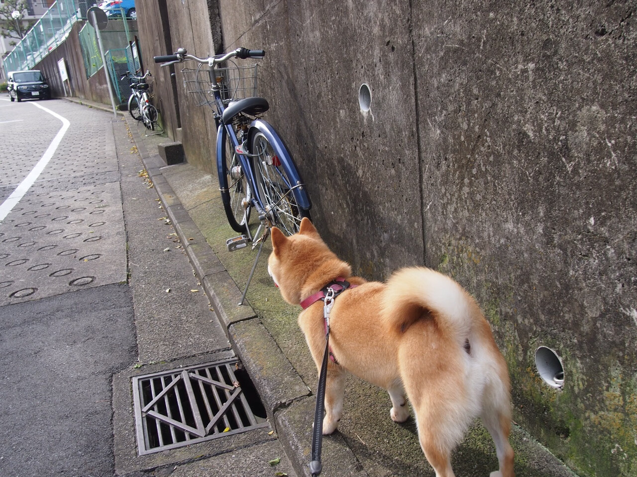 绿茵场上的奥亚尔萨瓦尔时刻与历史回响中的贝蒂斯封锁,破局的勇毅与困局的启示
