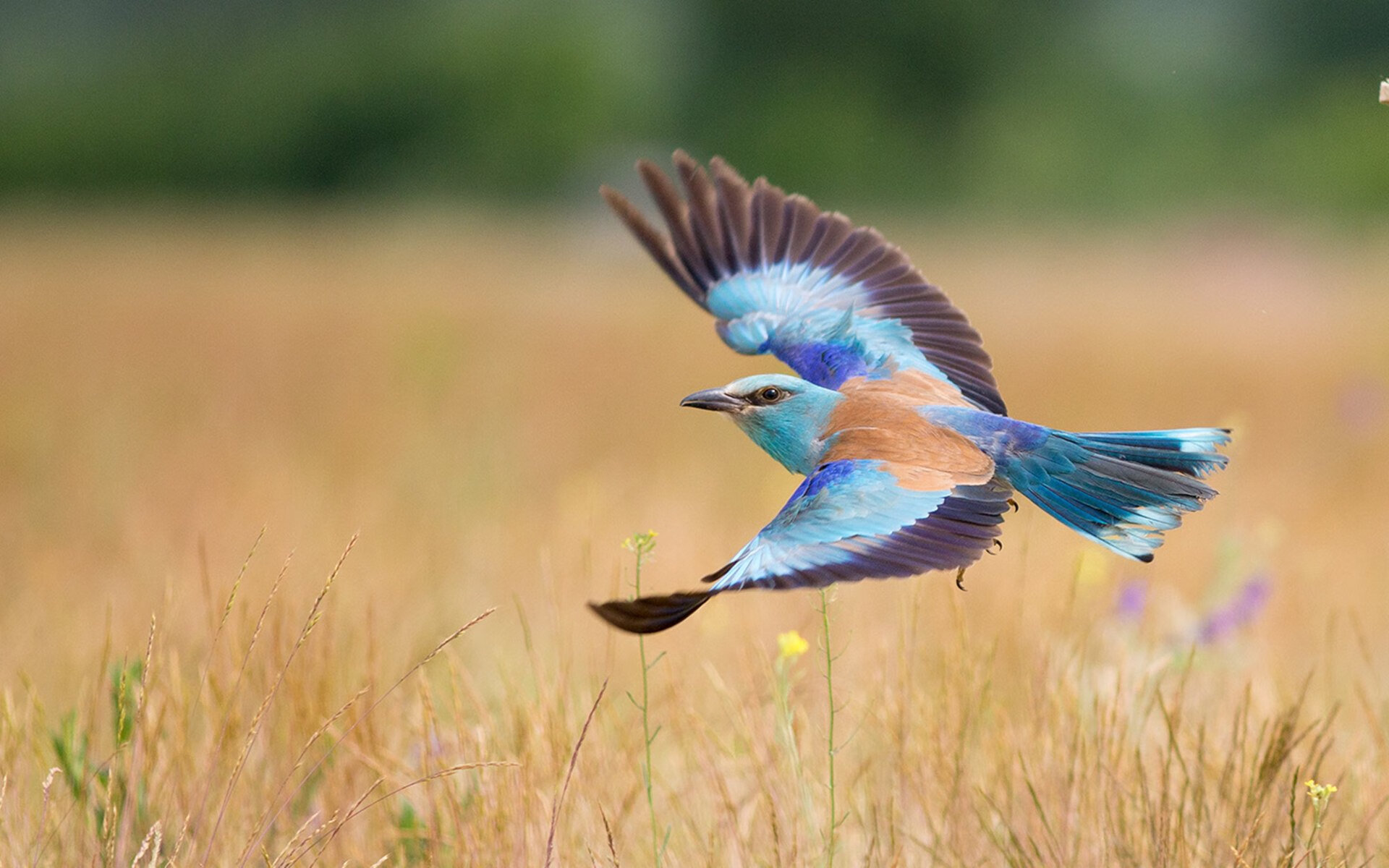 绿茵与硬木的平行叙事，当德甲争冠夜响起篮球的铿锵