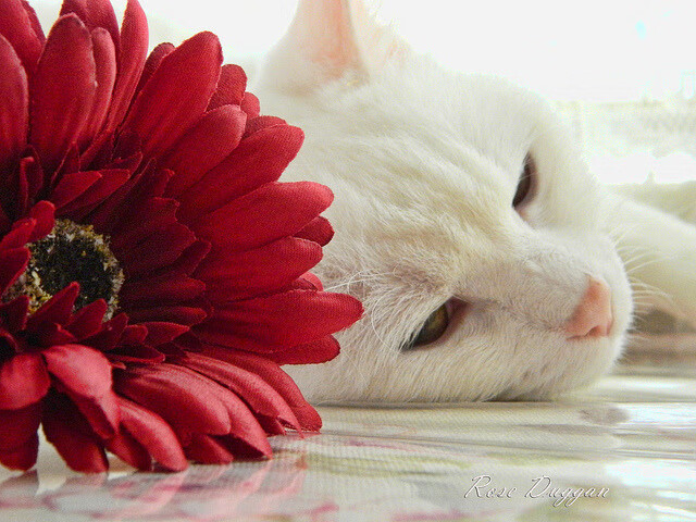 跨洋硬仗，深圳队挑战NBA公牛，哈利伯顿再证硬仗之王本色