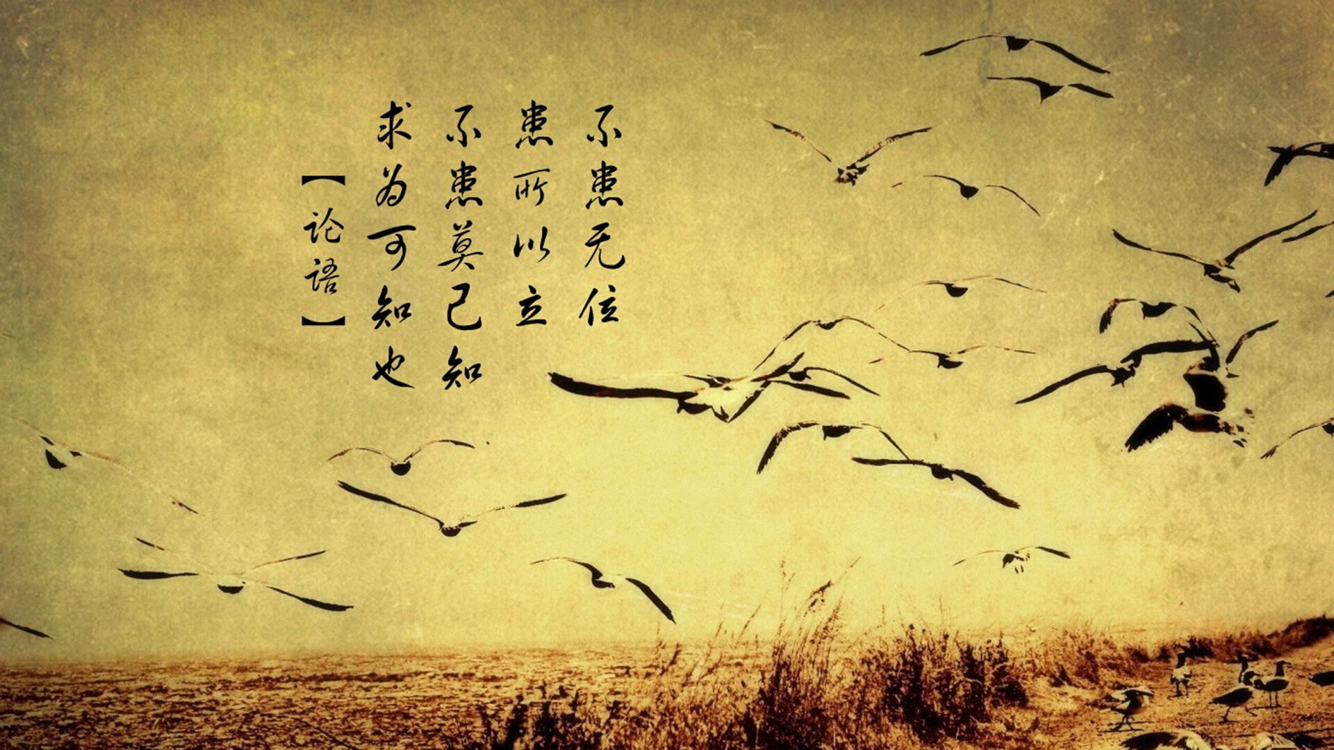 F1新赛季揭幕战焦点,爱尔兰车手强压瑞典对手,引爆巴林赛道