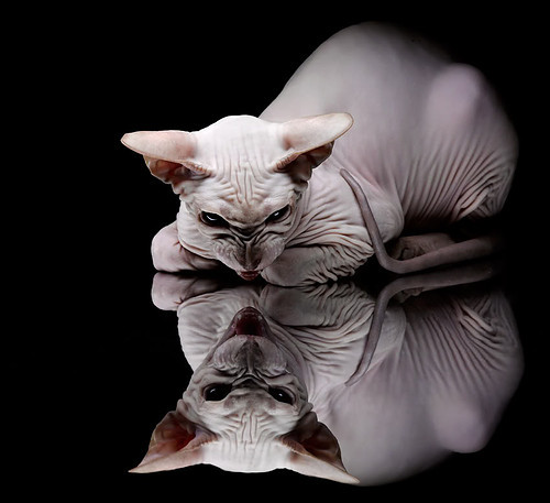 爱游戏在线-皇马风暴席卷塞内加尔，卢卡库2026世界杯独舞封王