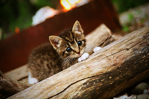 爆冷门!加纳强势拿下墨西哥,恩佐成关键先生