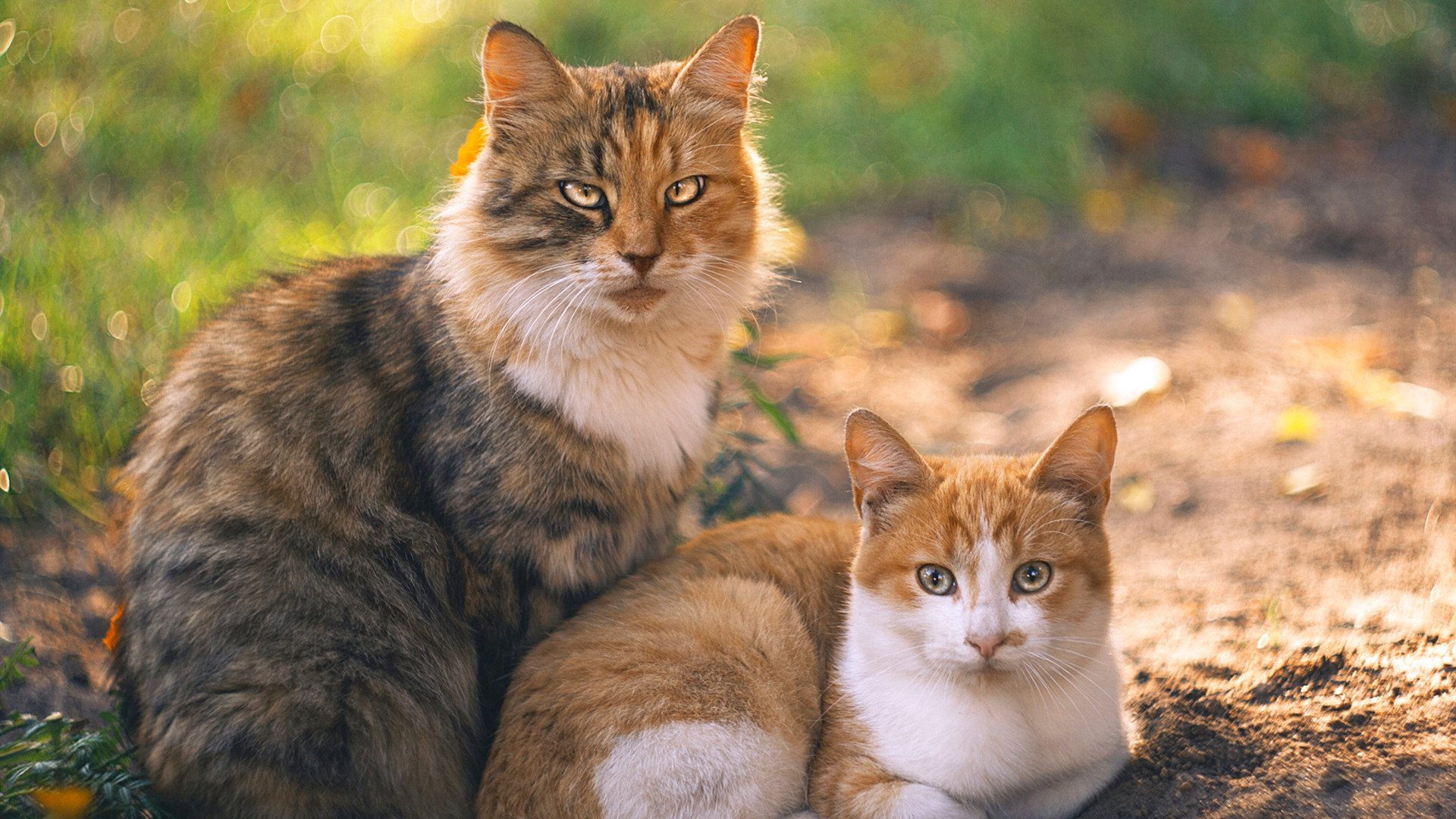 西决生死战焦点战,里昂力克巴黎,法甲格局生变