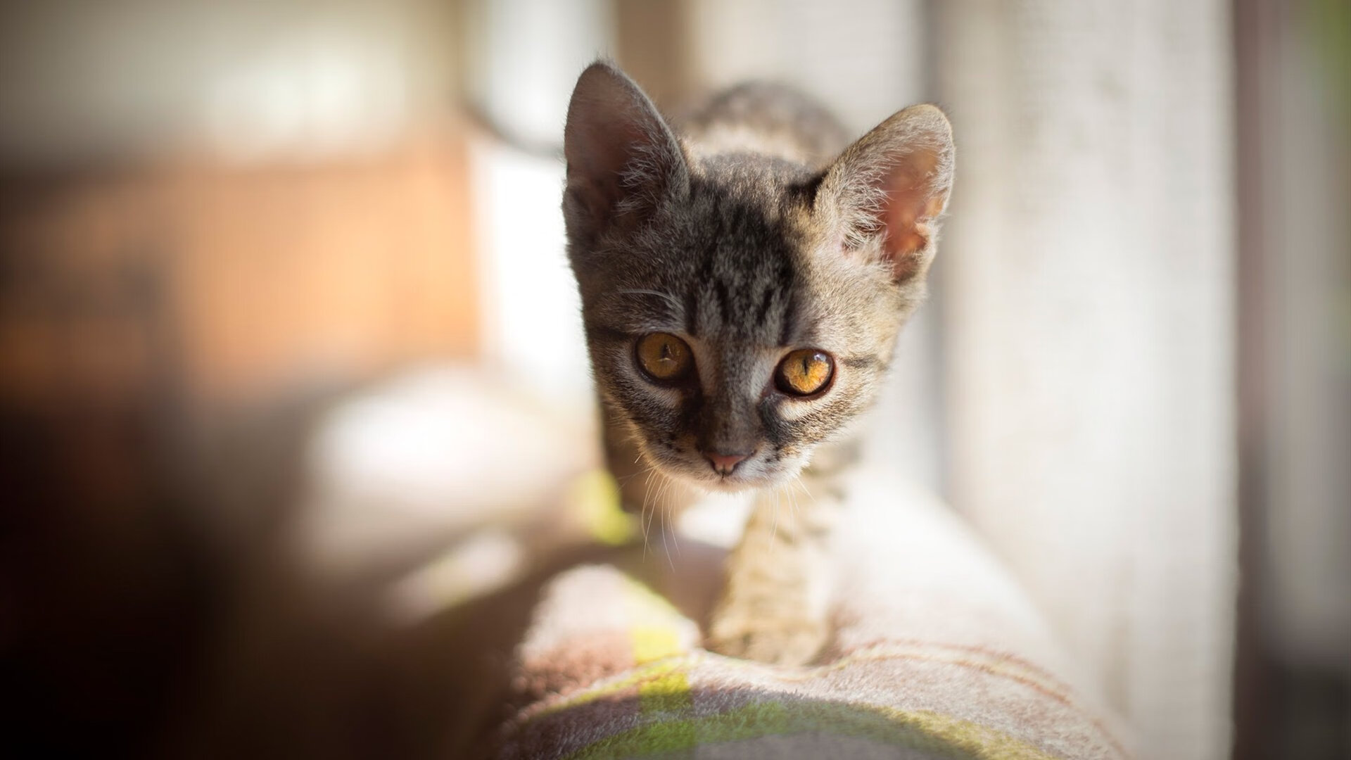 西决生死战焦点战,里昂力克巴黎,法甲格局生变